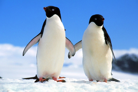 Los pingüinos de la Antártida están contaminados.