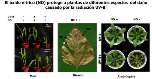 Cientificos Argentinos describen proteína clave en la defensa del maíz frente a la radiación ultravioleta