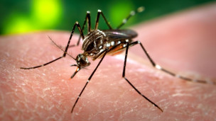 Hallan porqué hay gente más susceptible al dengue grave