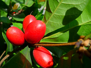 ¿Cuál es la fruta ¨mágica¨?