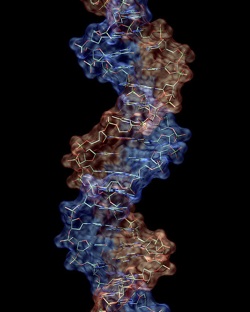 ADN revela efectos de cambio climático en animales