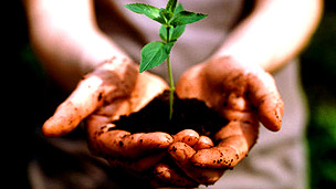 El suelo de los polos es tan biodiverso como el de los trópicos