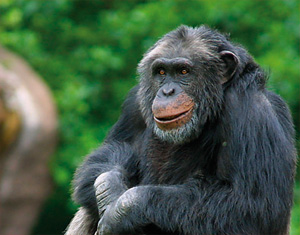 ¿Se puede medir la inteligencia animal?