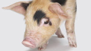 Pronto, trasplantes de tejidos animales en humanos