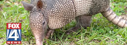 Golpea a una mujer con armadillo congelado