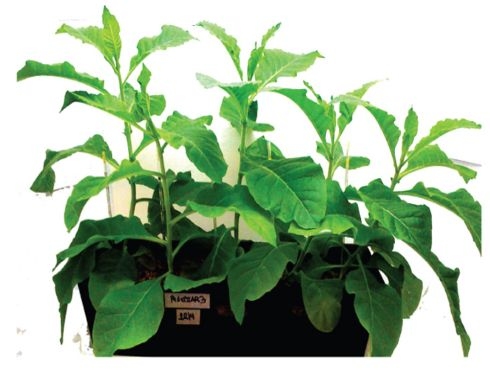 Cientificos Argentinos crean una vacuna utilizando plantas