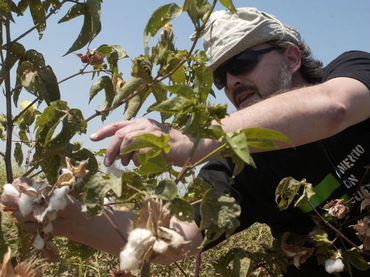 Autorizan liberación comercial de algodón transgénico en Paraguay