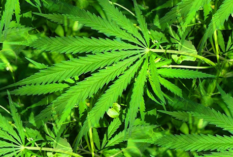 ¿Por qué la marihuana ¨coloca¨?