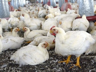 Encuentran vestigios de domesticación de pollos en China hace ocho mil años