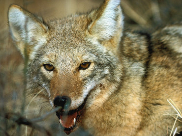 Clona coyotes tras escándalo en 2005