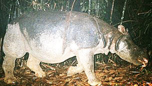 Se extinguió el rinoceronte de Java en Vietnam