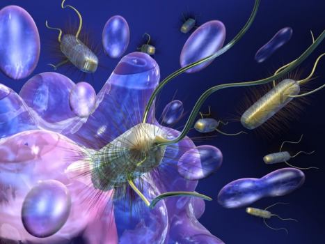 De humanos y bacterias