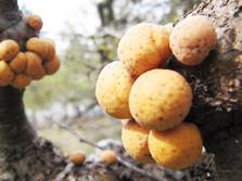 Desde filtros solares a antioxidantes, con levaduras de la Patagonia