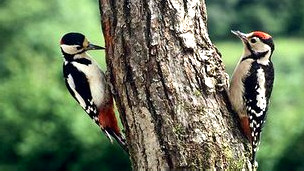 El secreto del pájaro carpintero