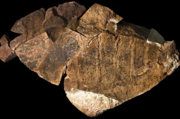 El mayor depredador del Cámbrico