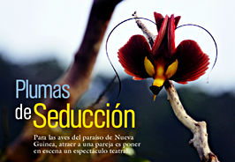 Aves del Paraíso BBC ¨Tierra, la película de nuestro planeta¨