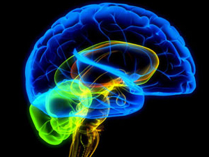 Así se protege el cerebro cuando le falta energía.