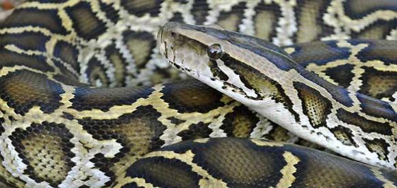 Las serpientes pitones, claves para tratar enfermedades cardíacas
