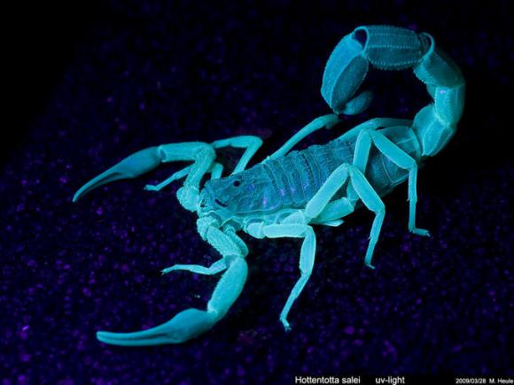 Los escorpiones son fluorescentes
