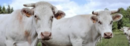 ‘Vacas viudas’ protestan por que matan toros en corridas