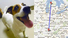 Perro desaparecido en Tenesí hace meses reaparece en Michigan