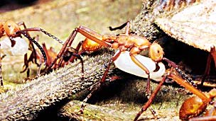 El cambio climático podría afectar seriamente a las hormigas