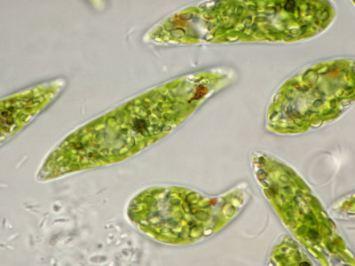 Cientificos Argentinos estudian una microalga que resiste los metales pesados