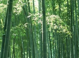Bambú japonés