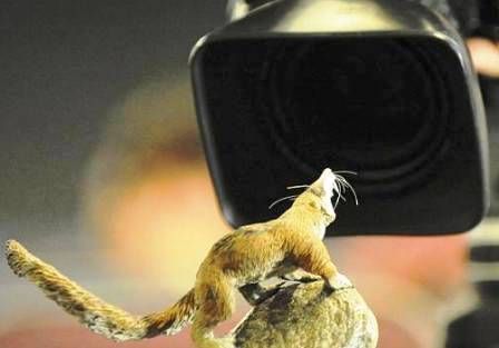 Paleontólogos Argentinos descubren y presentan al mundo el símil real de la “ardilla” del film “La era de Hielo”