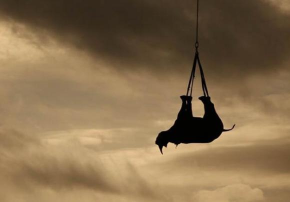 El vuelo de los rinocerontes negros