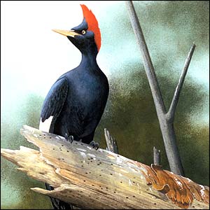 El ya extinguido pájaro carpintero imperial ´resucita´ en unas viejas películas