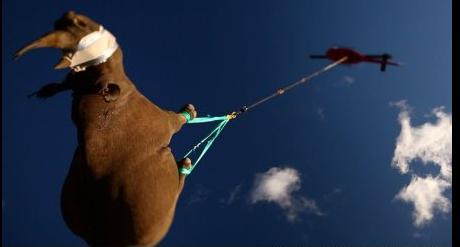 Increíble traslado de rinocerontes negros 