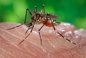 El peligro de una nueva epidemia/ La fiebre amarilla