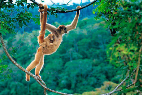  La importancia de las suegras para los primates
