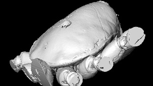 El fósil más pequeño escaneado hasta ahora