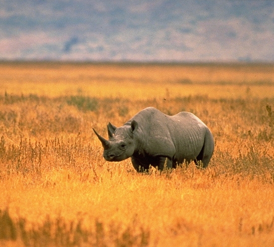 Declaran extinto al rinoceronte negro en el oeste de África