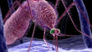 Hallan talón de Aquiles del parásito de la malaria