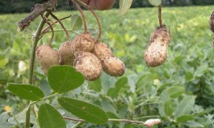 Investigadora Argentina logra controlar enfermedades del maní sin agroquímicos