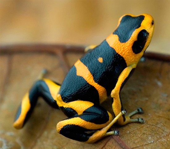 Nueva Lista Roja de Especies Amenazadas