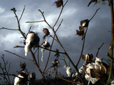 La semilla de algodón, una fuente de nutrientes para la alimentación humana