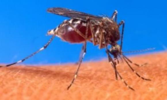 leishmaniasis