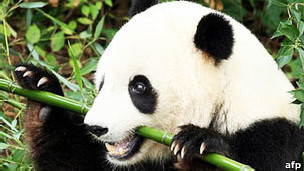 ¨Es hora de abandonar al panda a su suerte¨