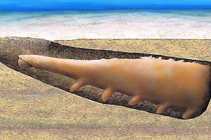 Encuentran un fósil que aclara el eslabón entre gusanos y artrópodos en Murero, Zaragoza