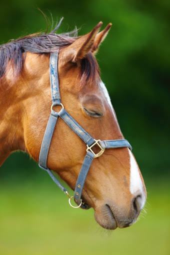 ¿Por qué hay animales que duermen de pie?