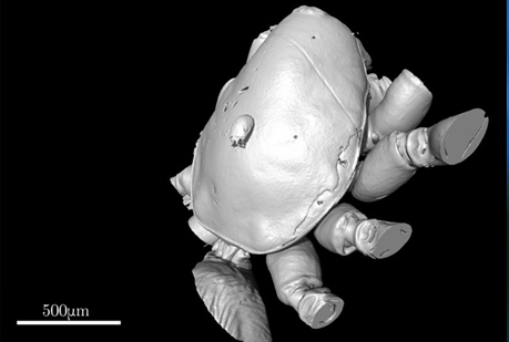 El fósil más pequeño escaneado.