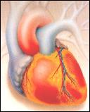 Logran comprobar que las células cardíacas se regeneran y refutar un importante dogma de la medicina cardiovascular