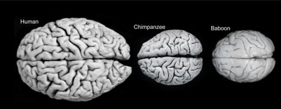 ¨Nuestro cerebro es el órgano más caro que existe¨