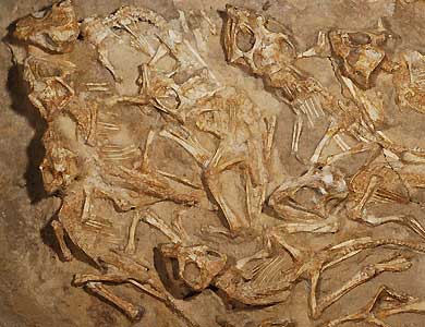 Descubren un nido repleto de fósiles de dinosaurios recién nacidos.