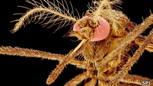 ¿Por qué los mosquitos pican a unas personas y a otras no?