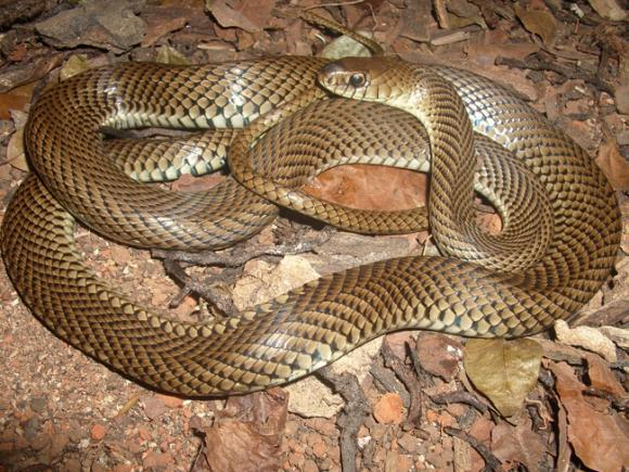 Científicos Argentinos y Brasileros identifican proteína clave del veneno de la serpiente Philodryas patagoniensis 